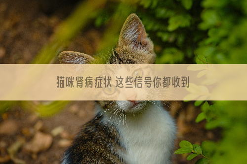 猫咪肾病症状 这些信号你都收到了吗？