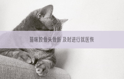猫咪股骨头骨折 及时进行就医恢复！