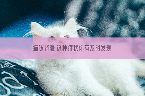 猫咪肾衰 这种症状你有及时发现吗？
