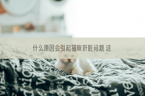 什么原因会引起猫咪肝脏问题 这些问题都是需要注意的