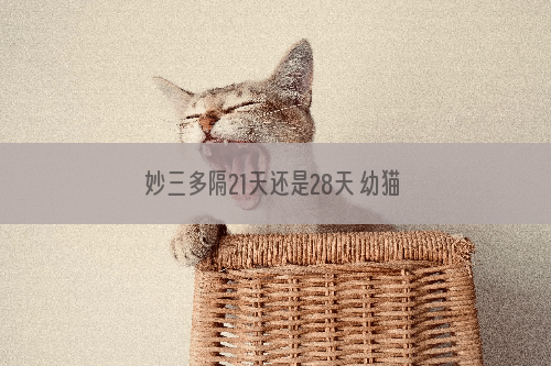 妙三多隔21天还是28天 幼猫和成年猫是有区别的喔！