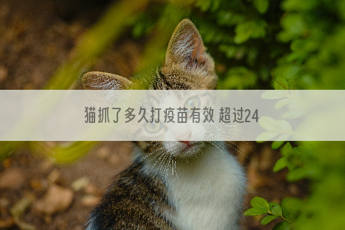 猫抓了多久打疫苗有效 超过24个小时就没效了吗？