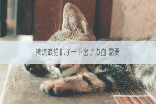 被流浪猫抓了一下出了点血 需要打疫苗吗?