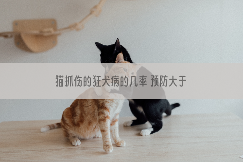 猫抓伤的狂犬病的几率 预防大于一切!
