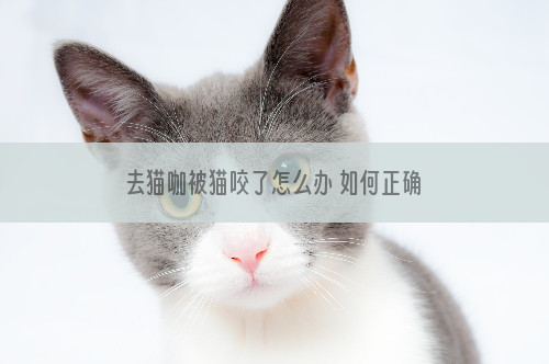 去猫咖被猫咬了怎么办 如何正确处理伤口