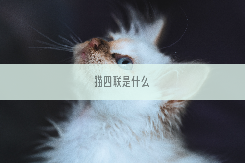 猫四联是什么