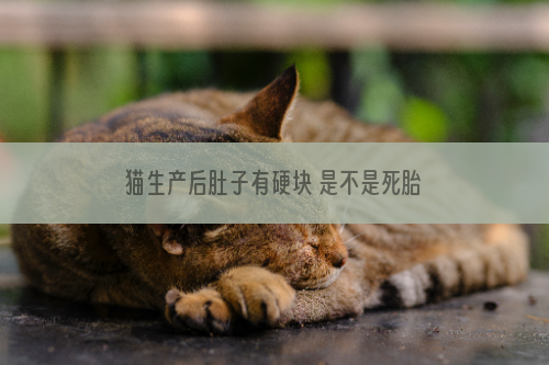 猫生产后肚子有硬块 是不是死胎?