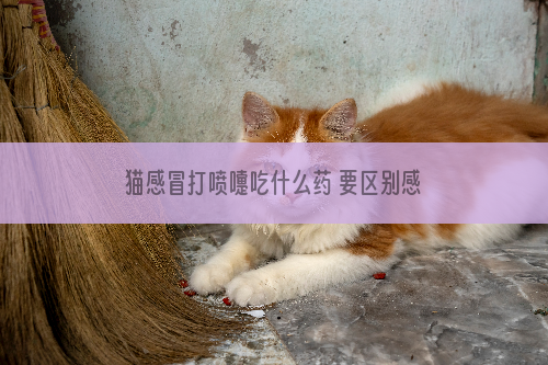 猫感冒打喷嚏吃什么药 要区别感冒和猫鼻支哦！