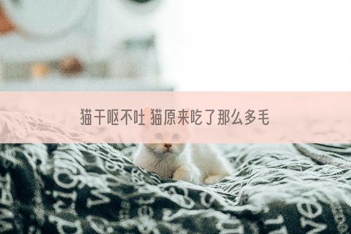 猫干呕不吐 猫原来吃了那么多毛？