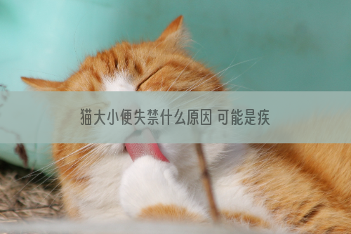 猫大小便失禁什么原因 可能是疾病喔!