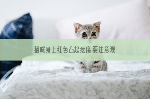 猫咪身上红色凸起疙瘩 要注意观察猫咪有无不良反应哦！