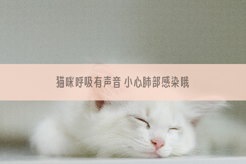 猫咪呼吸有声音 小心肺部感染哦！