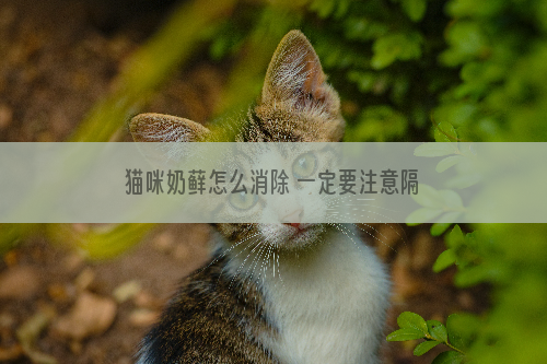 猫咪奶藓怎么消除 一定要注意隔离!