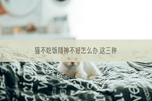 猫不吃饭精神不好怎么办 这三种情况你要知道