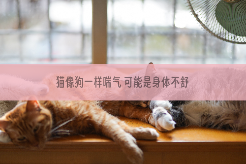 猫像狗一样喘气 可能是身体不舒服了!