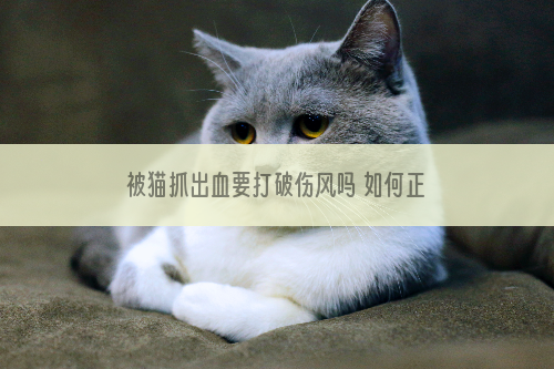 被猫抓出血要打破伤风吗 如何正确处理伤口?