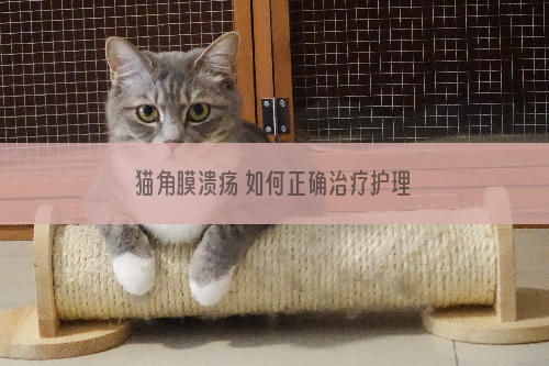 猫角膜溃疡 如何正确治疗护理