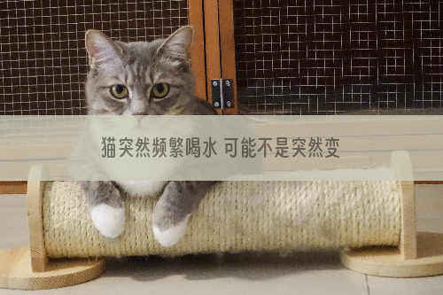 猫突然频繁喝水 可能不是突然变乖了