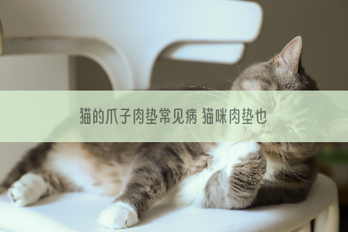 猫的爪子肉垫常见病 猫咪肉垫也会患皮肤病?