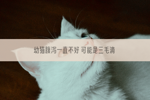 幼猫腹泻一直不好 可能是三毛滴虫病