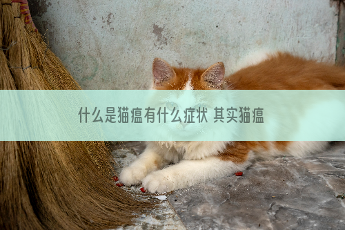 什么是猫瘟有什么症状 其实猫瘟没那么可怕
