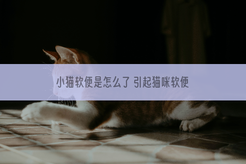 小猫软便是怎么了 引起猫咪软便的原因都在这了