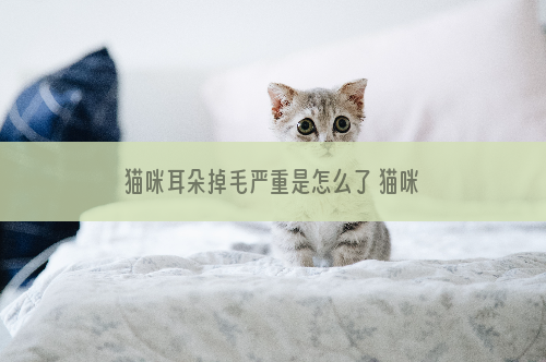 猫咪耳朵掉毛严重是怎么了 猫咪耳朵掉毛一般是这两个原因