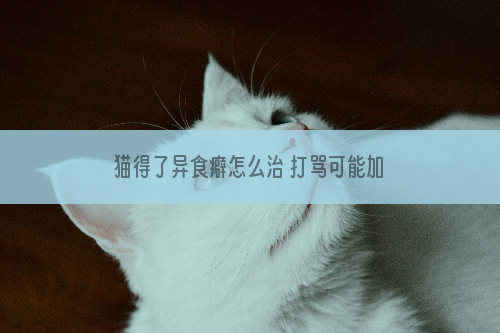 猫得了异食癖怎么治 打骂可能加重异食行为