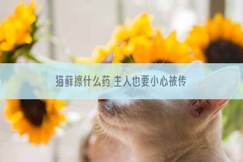 猫藓擦什么药 主人也要小心被传染哦！