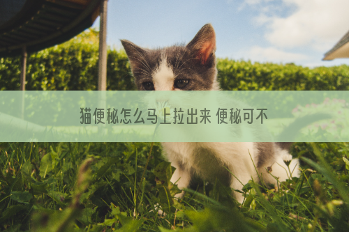 猫便秘怎么马上拉出来 便秘可不是小事！