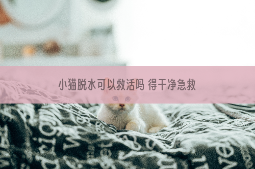 小猫脱水可以救活吗 得干净急救啊！