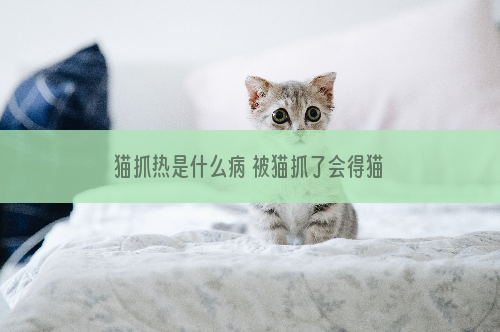 猫抓热是什么病 被猫抓了会得猫抓热吗