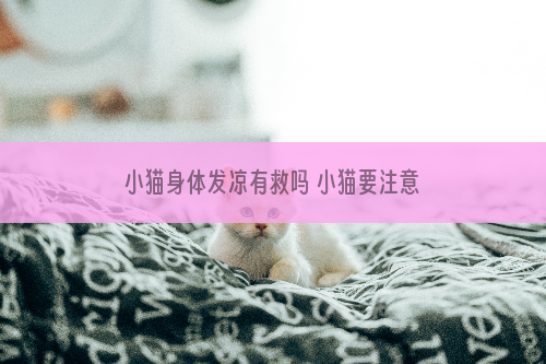 小猫身体发凉有救吗 小猫要注意补充营养和保暖措施！