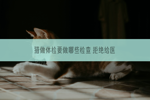 猫做体检要做哪些检查 拒绝给医院交学费！