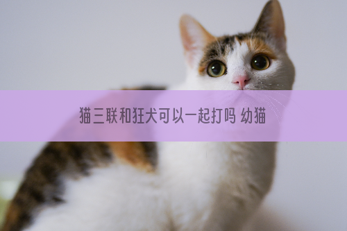 猫三联和狂犬可以一起打吗 幼猫注射疫苗要注意哦！