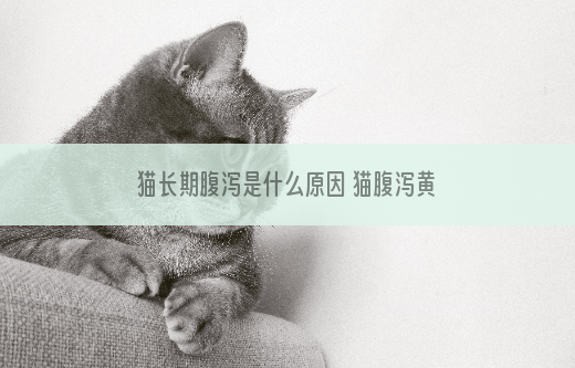 猫长期腹泻是什么原因 猫腹泻黄水怎么办