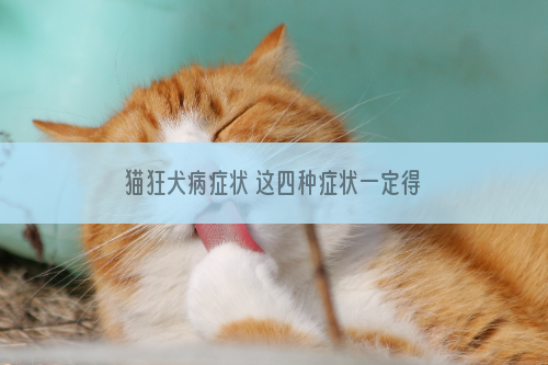 猫狂犬病症状 这四种症状一定得当心