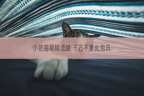 小奶猫眼睛流脓 千万不要乱用药