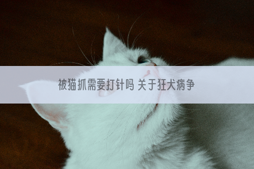 被猫抓需要打针吗 关于狂犬病争议这里有官方解释