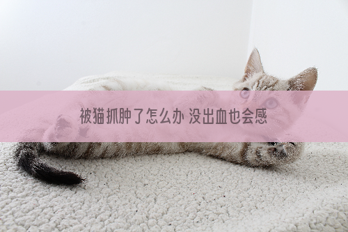 被猫抓肿了怎么办 没出血也会感染狂犬病吗