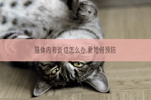 猫体内有炎症怎么办 要如何预防猫咪有炎症等疾病