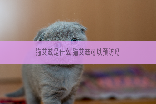 猫艾滋是什么 猫艾滋可以预防吗