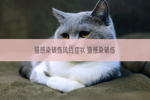 猫感染破伤风的症状 猫感染破伤风该怎么办