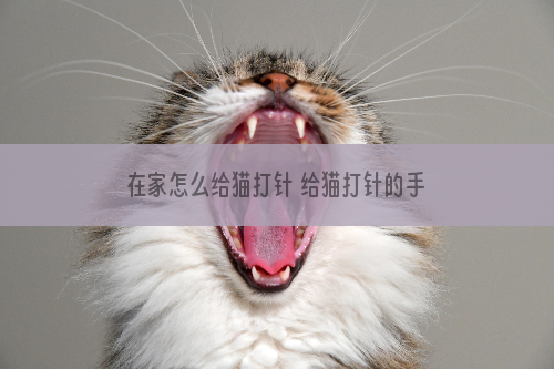 在家怎么给猫打针 给猫打针的手法及注意事项