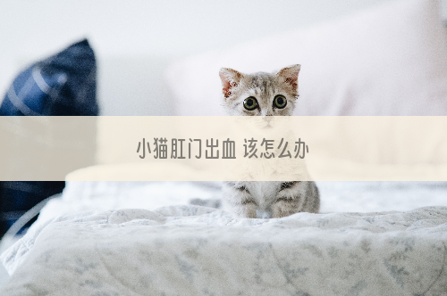 小猫肛门出血 该怎么办