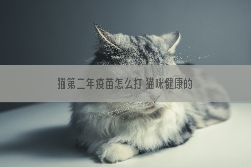 猫第二年疫苗怎么打 猫咪健康的秘密