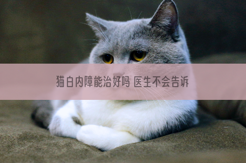 猫白内障能治好吗 医生不会告诉你的事