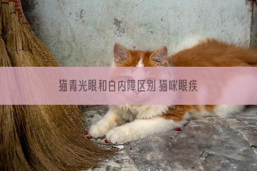 猫青光眼和白内障区别 猫咪眼疾干预措施
