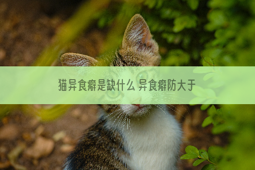 猫异食癖是缺什么 异食癖防大于治