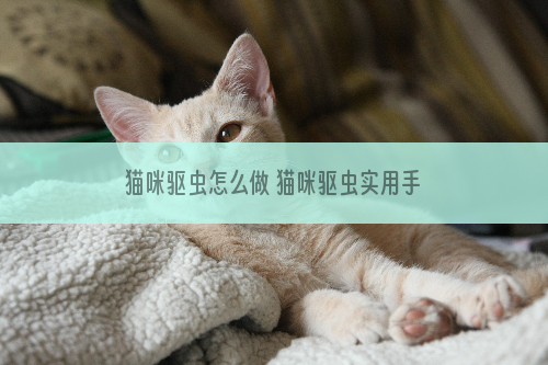 猫咪驱虫怎么做 猫咪驱虫实用手册